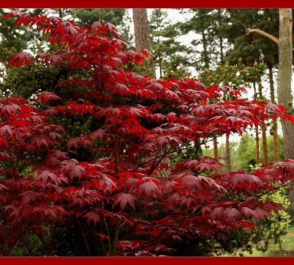 Klon palmowy Fireglow- Acer palmatum Fireglow