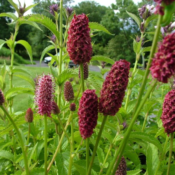 Krwiściąg Menziesa - Sanguisorba Sanguisorba menziesii