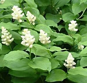 Konwalijka -Smilacina Racemosa