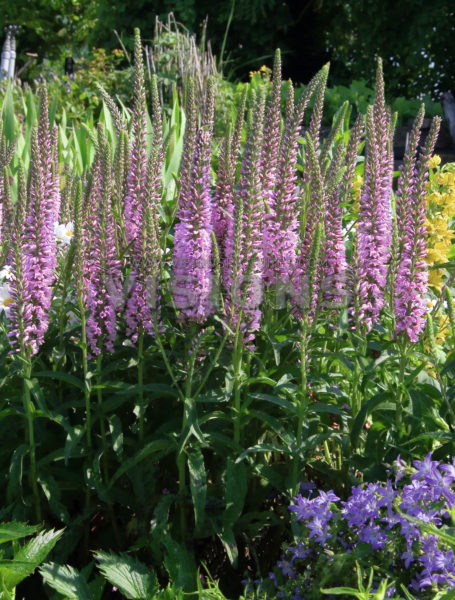 Przetacznik długolistny Eveline -Veronica longifolia Eveline