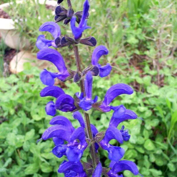 Szałwia Twilight Serenade - Salvia pratensis Twilight Serenade