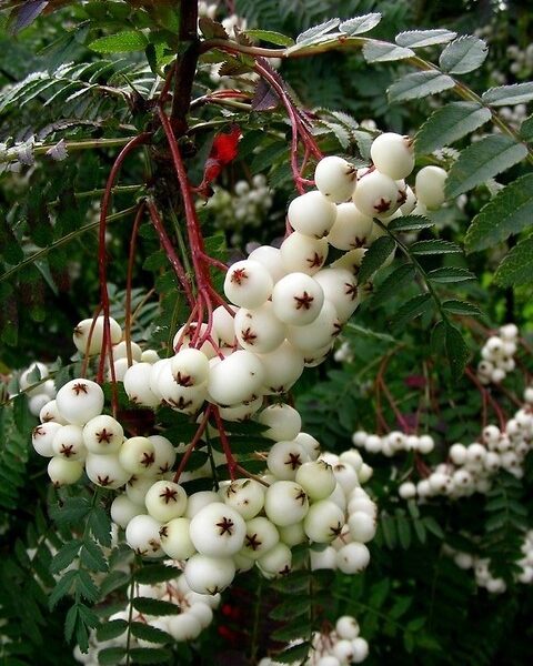 Jarzębina biała  na pniu -Sorbus koehneana