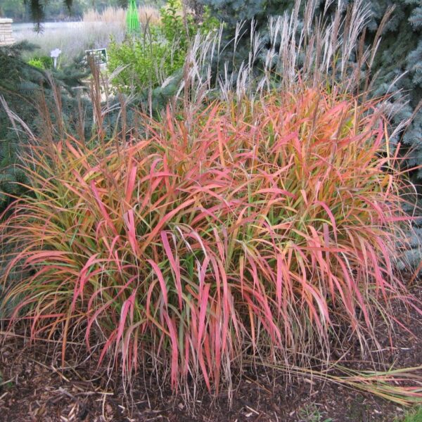 Miskant  Sioux - Miscanthus sinensis Sioux