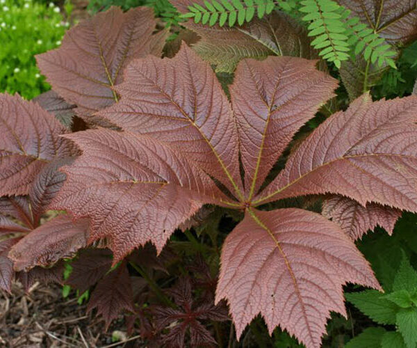 Rodgersja stopowcolistna Braunlaub - Rodgersia podophylla Braunlaub