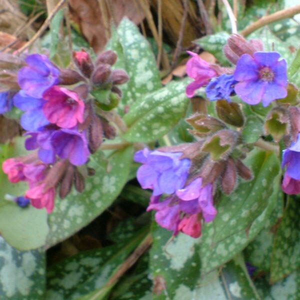 Miodunka Little Star - Pulmonaria Little Star