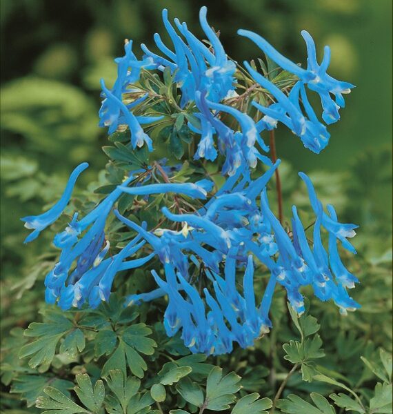 Kokorycz hybryda Blue Line® - Corydalis x Blue Line®