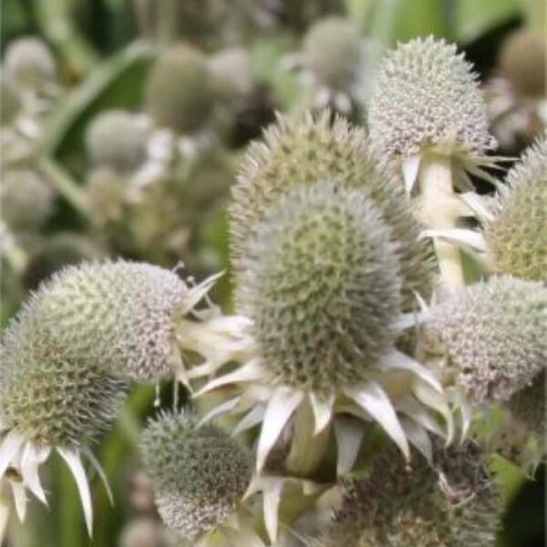 Mikołajek agawolistny zimozielony XXL- Eryngium agavifolium