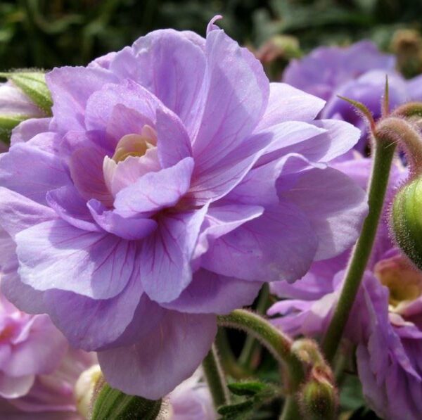Bodziszek Summer Skies - Geranium prat. Summer Skies