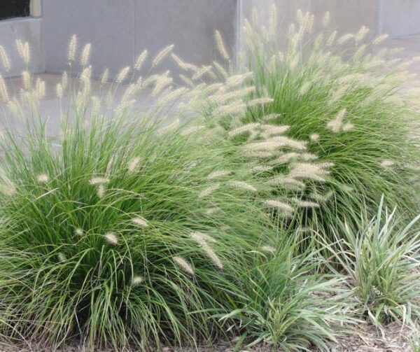 Rozplenica  Little Bunny - Pennisetum Little Bunny