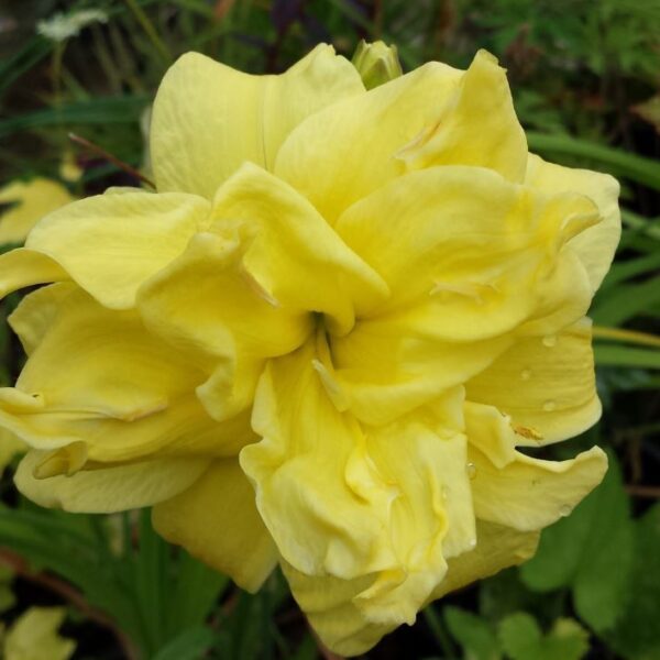 Liliowiec Double River Wye- Hemerocallis Double River Wye