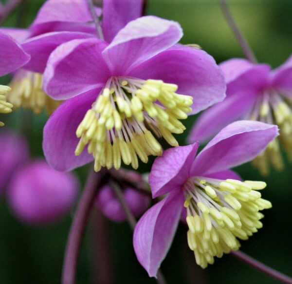 Rutewka-Thalictrum rochebrunianum