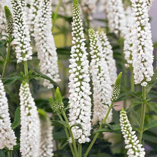 Przetacznik Melanie White-Veronica longifolia Melanie White