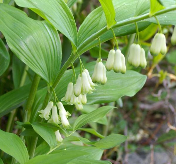 Kokoryczka wielkokwiatowa - Polygonatum multiflorum