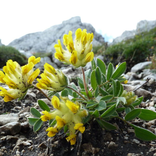 Przelot pospolity-Anthyllis vulneraria