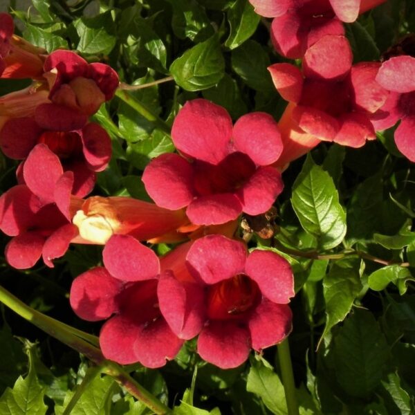 Milin amerykański Atropurpurea - Campsis radicans Atropurpurea