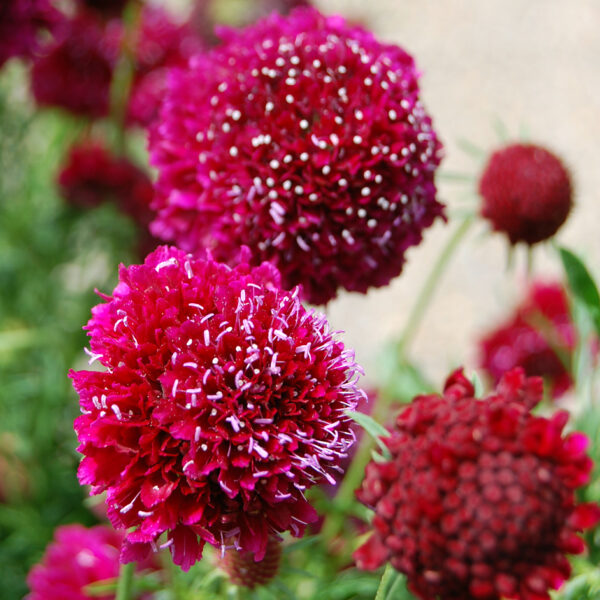 Driakiew Crimson Cushion - Scabiosa Crimson Cushion