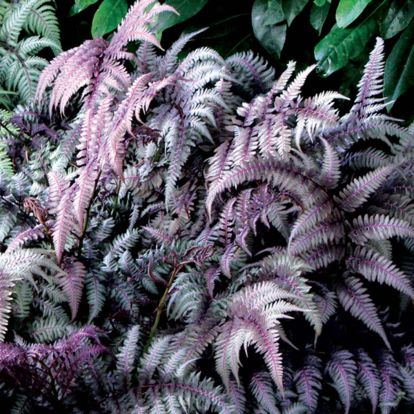 Wietlica Burgundy Lace - Athyrium Burgundy Lace