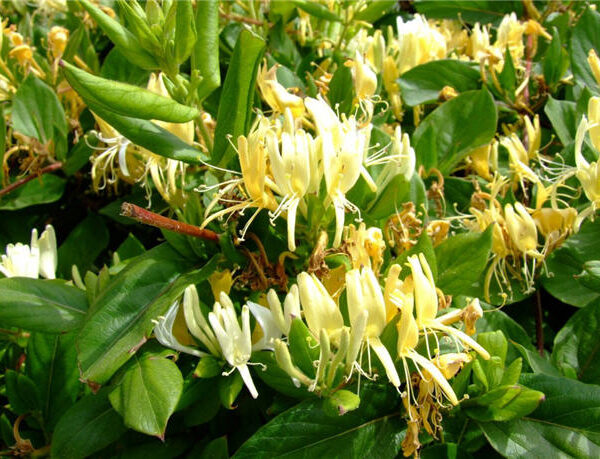 Wiciokrzew japoński Halliana - Lonicera japonica Halliana