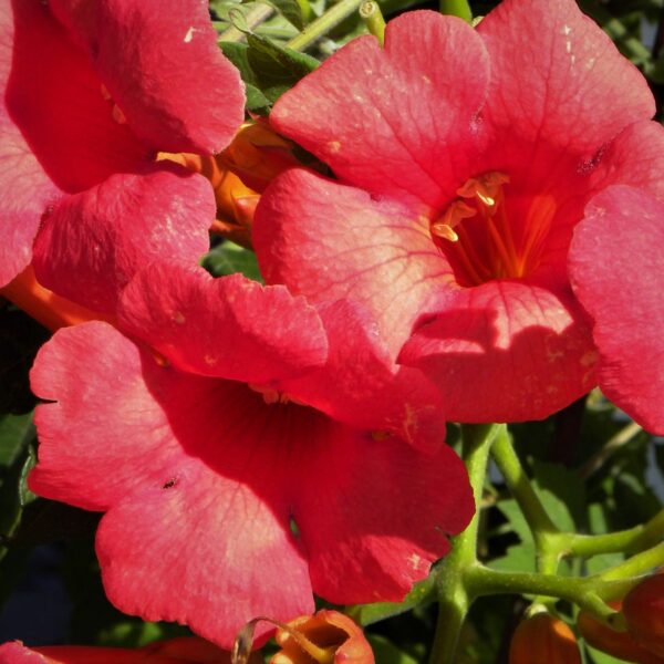Milin pośredni Grenadine - Campsis grandiflora Grenadine
