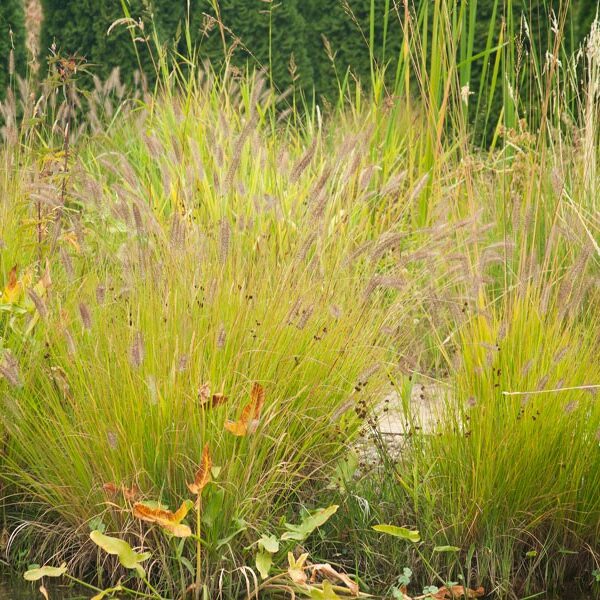 Rozplenica Hameln Gold - Pennisetum alopecuroides Hameln Gold