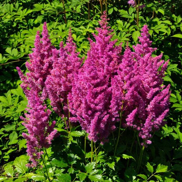 Tawułka Mainz - Astilbe Mainz