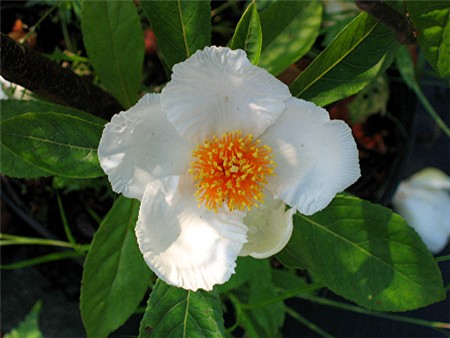 Franklinia amerykańska - Franklinia alatamaha