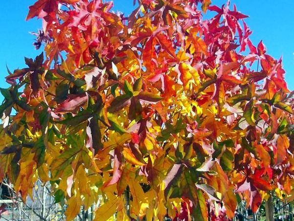 Ambrowiec Gum Ball na pniu  - Liquidambar styraciflua Gum Ball