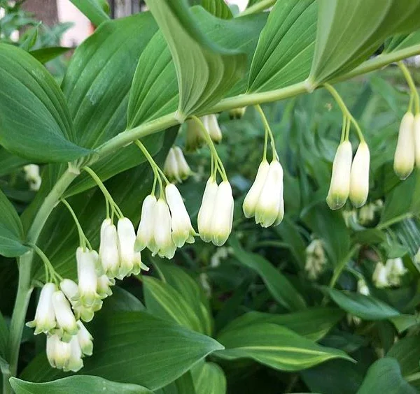 Polygonatum biflorum