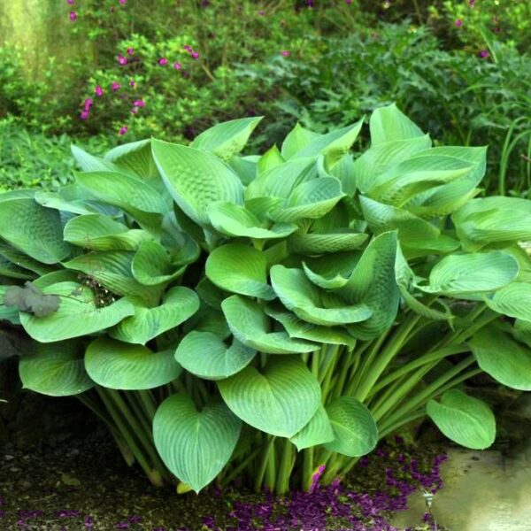 Funkia T-Rex - Hosta T-Rex