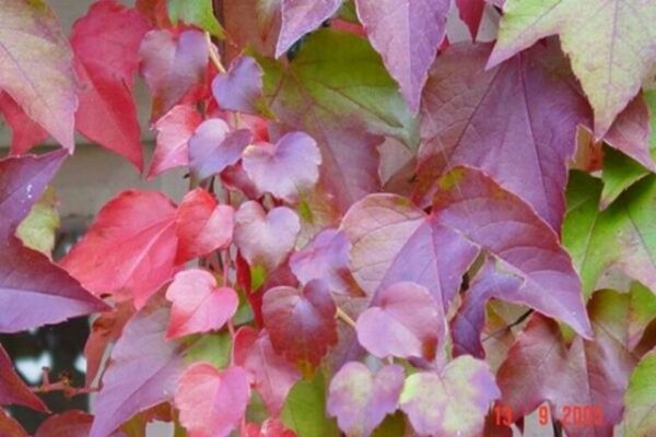 Winobluszcz trójklapowy - Parthenocissus tricuspidata