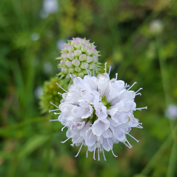 Czarcikęsik Kluka -Succisella inflexa Frosted Pearls