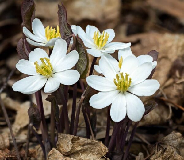 Dżefersonia dwulistna -Jeffersonia diphylla