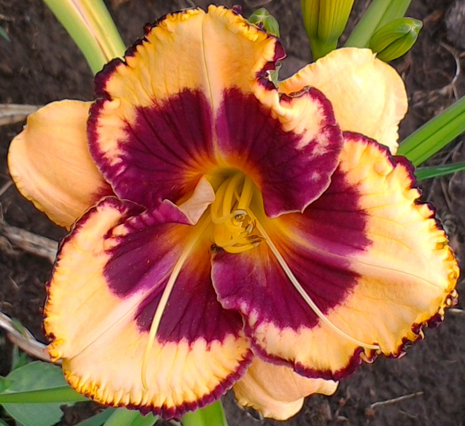 Liliowiec Tiger Blood - Hemerocallis Tiger Blood - Ogród Kroton