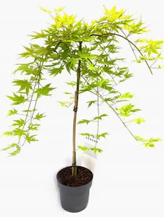 Klon palmowy Cascade Gold - Acer Cascade Gold na pniu