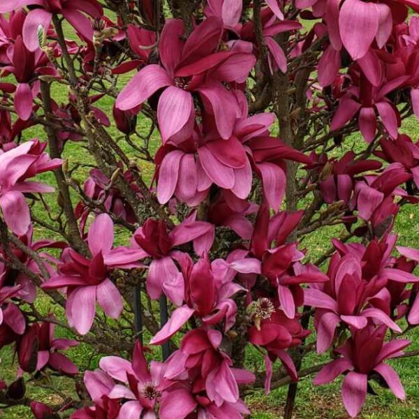 Magnolia Black Tulip - MAGNOLIA x soulangeana Black Tulip